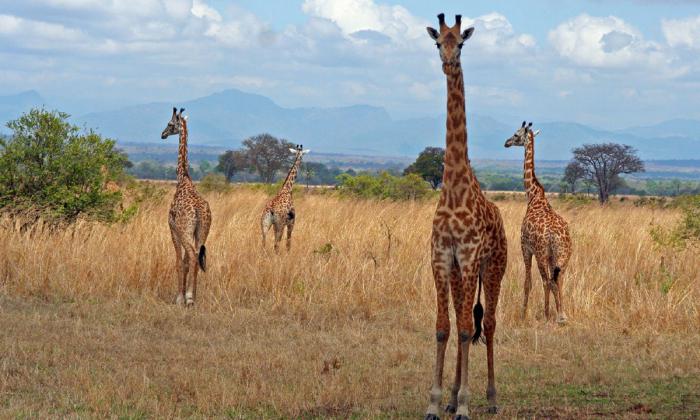 Cinturón subcontinental: características y diferencias, flora y fauna