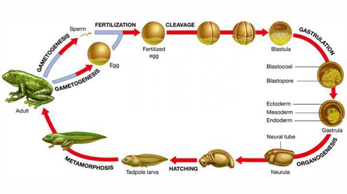 desarrollo y especies de ranas