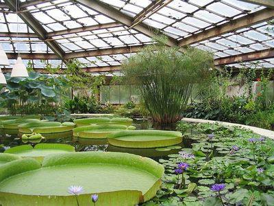 El jardín botánico, Volgogrado: direcciones. Arboretum en Volgogrado