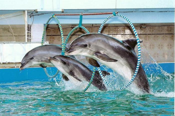 Evpatoria Dolphinarium: programa de presentaciones, fotos y comentarios