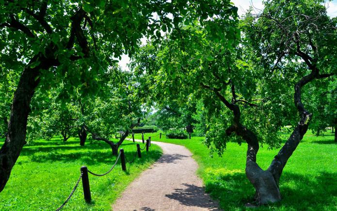 huerto de manzanas en Kolomna cómo llegar