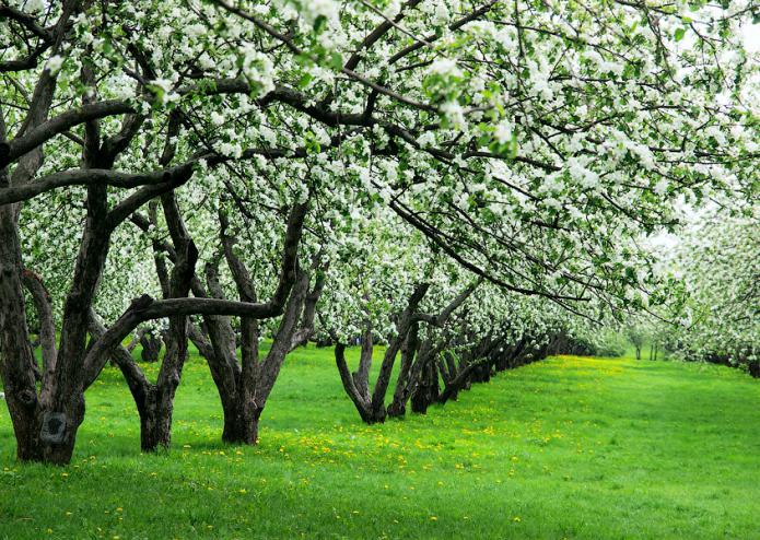 huerto de manzanas en la foto de Kolomna