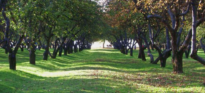 donde en el huerto de manzanas Kolomna