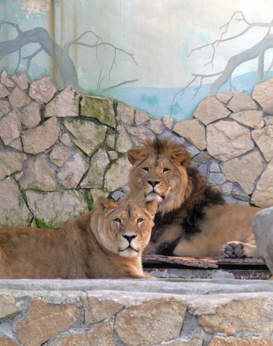 el horario del zoológico en Ekaterimburgo