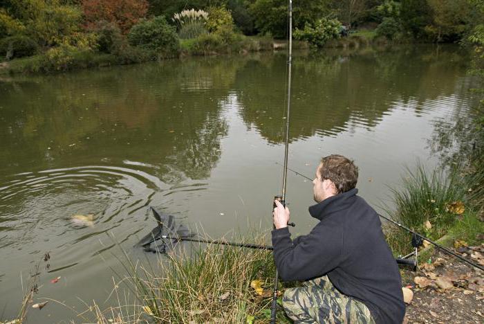 ¿Qué capturar la carpa en el otoño? Pesca de la carpa en septiembre