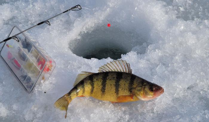 Pesca en el invierno para la perca. Pesca de invierno en el hielo