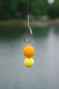 Secretos de la pesca: ¿cómo sembrar boilies?