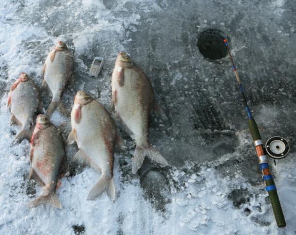 Pesca de invierno para dorada