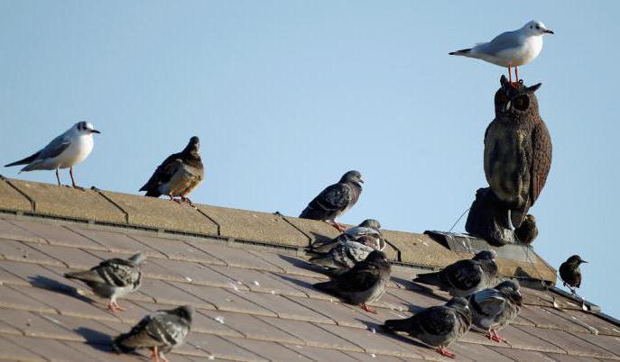 Pájaro asusta: el principio de acción, descripción y comentarios