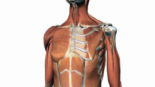 Anatomía de la articulación del hombro. Estructura y función de la articulación del hombro