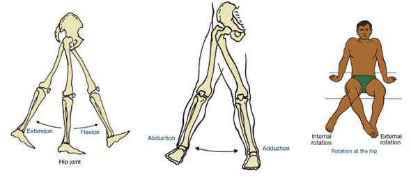 Anatomía de la articulación de la cadera: estructura, músculos, ligamentos