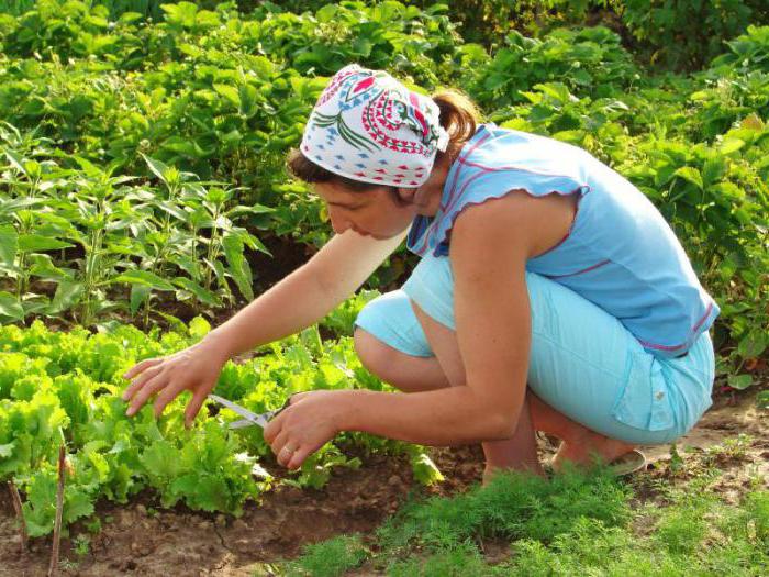 instrucciones de inmunocitophyte para el uso de las plantas de semillero