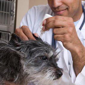 Qué gotas para oídos caninos se usan para otitis y otras enfermedades