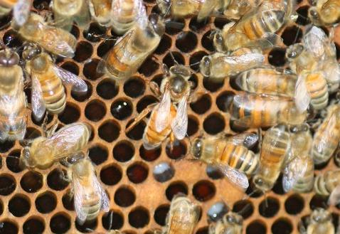 Royal royal jelly: aplicación y propiedades