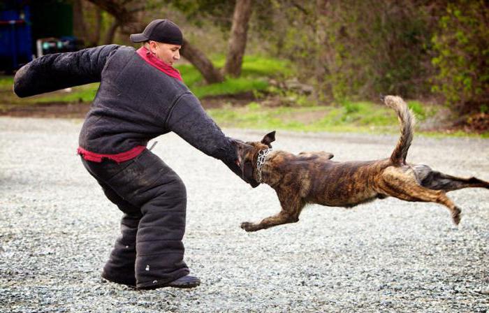 Primeros auxilios con una mordida de perro: ¿qué debo hacer?