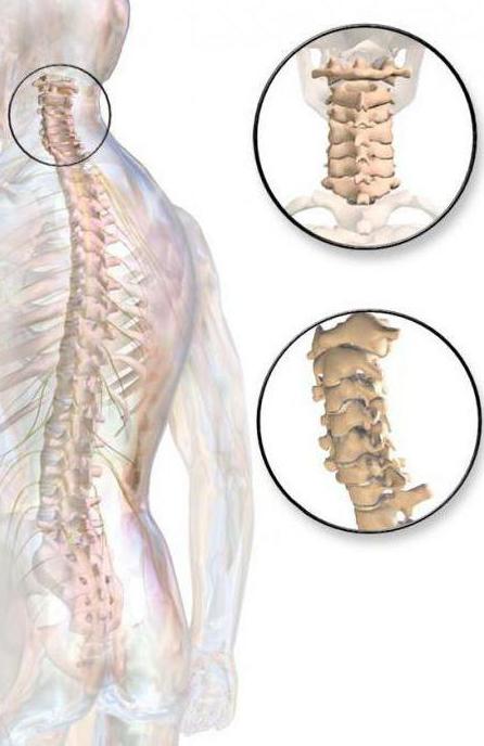 columna vertebral