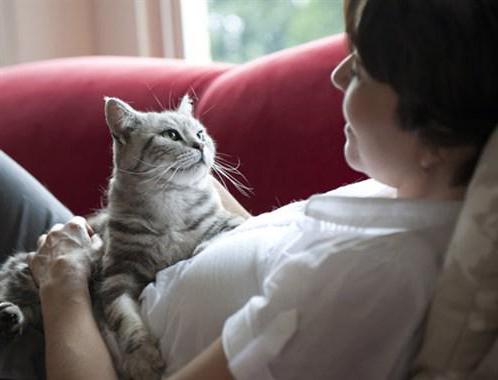 phytoelitis riñones sanos para gatos 